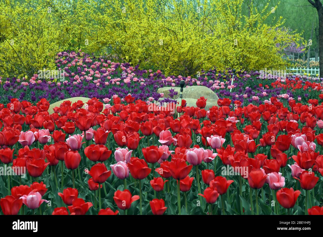 Tianjin China 16th Apr 2020 Tulip Flowers Bloom At A Garden In Jizhou District Of Tianjin North China April 16 2020 Credit Ma Ping Xinhua Alamy Live News Stock Photo Alamy