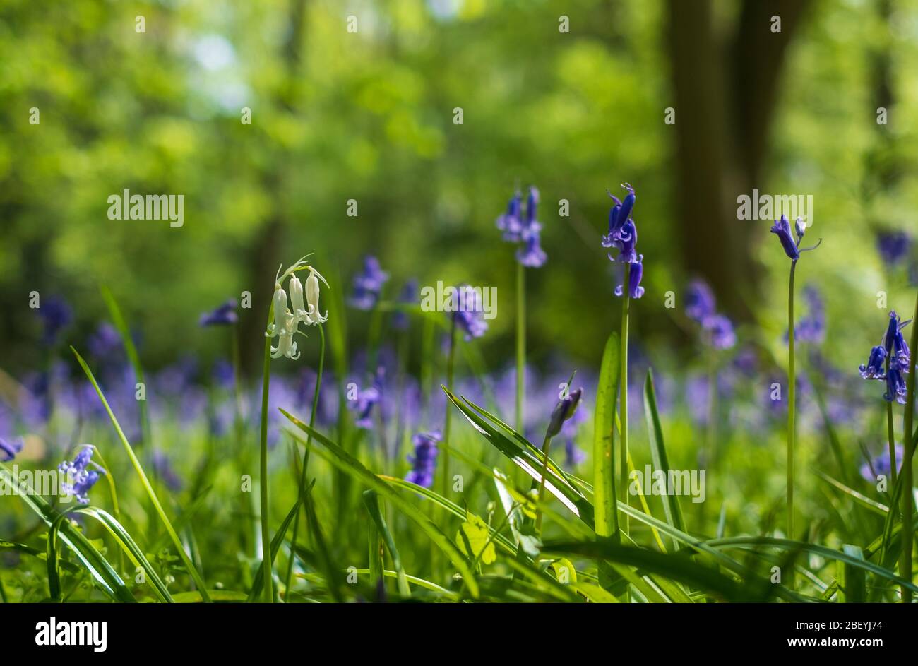 Close up of single white bluebell amidst carpet of wild bluebell flowers in Bentley Priory Nature Reserve, Stanmore Middlesex UK Stock Photo