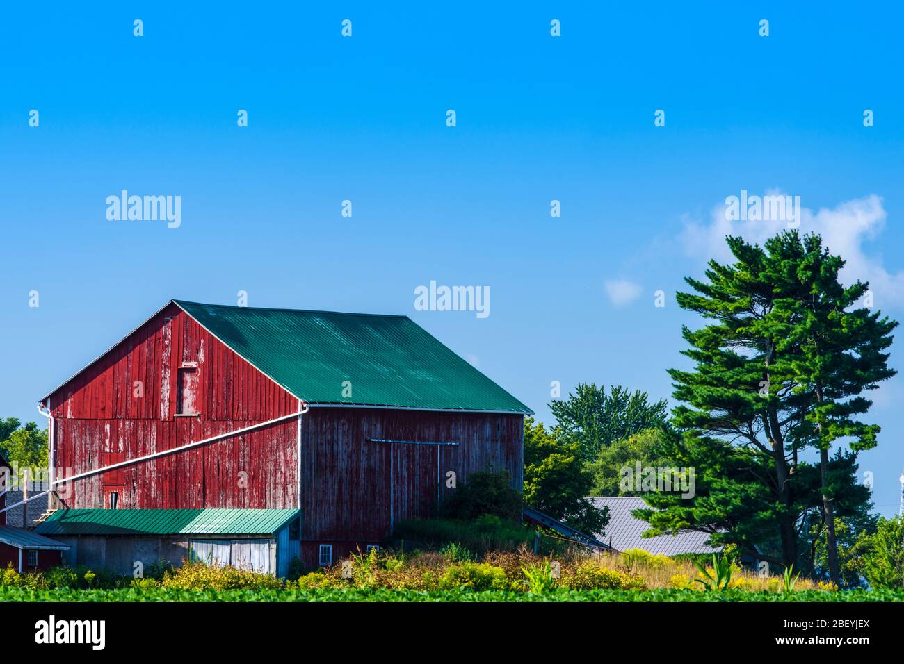 Rural scene with crops and red barn, Dutton, Ontario, Canada Stock Photo