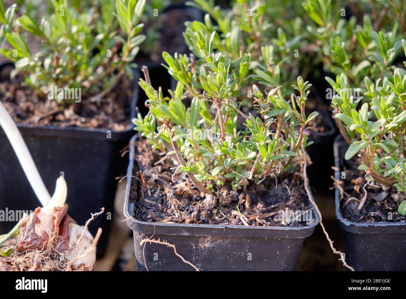 Young little hyssop plants in black plastic plant pots from the gardener ready to be planted out into the soil of a garden. Seen in Germany in April Stock Photo