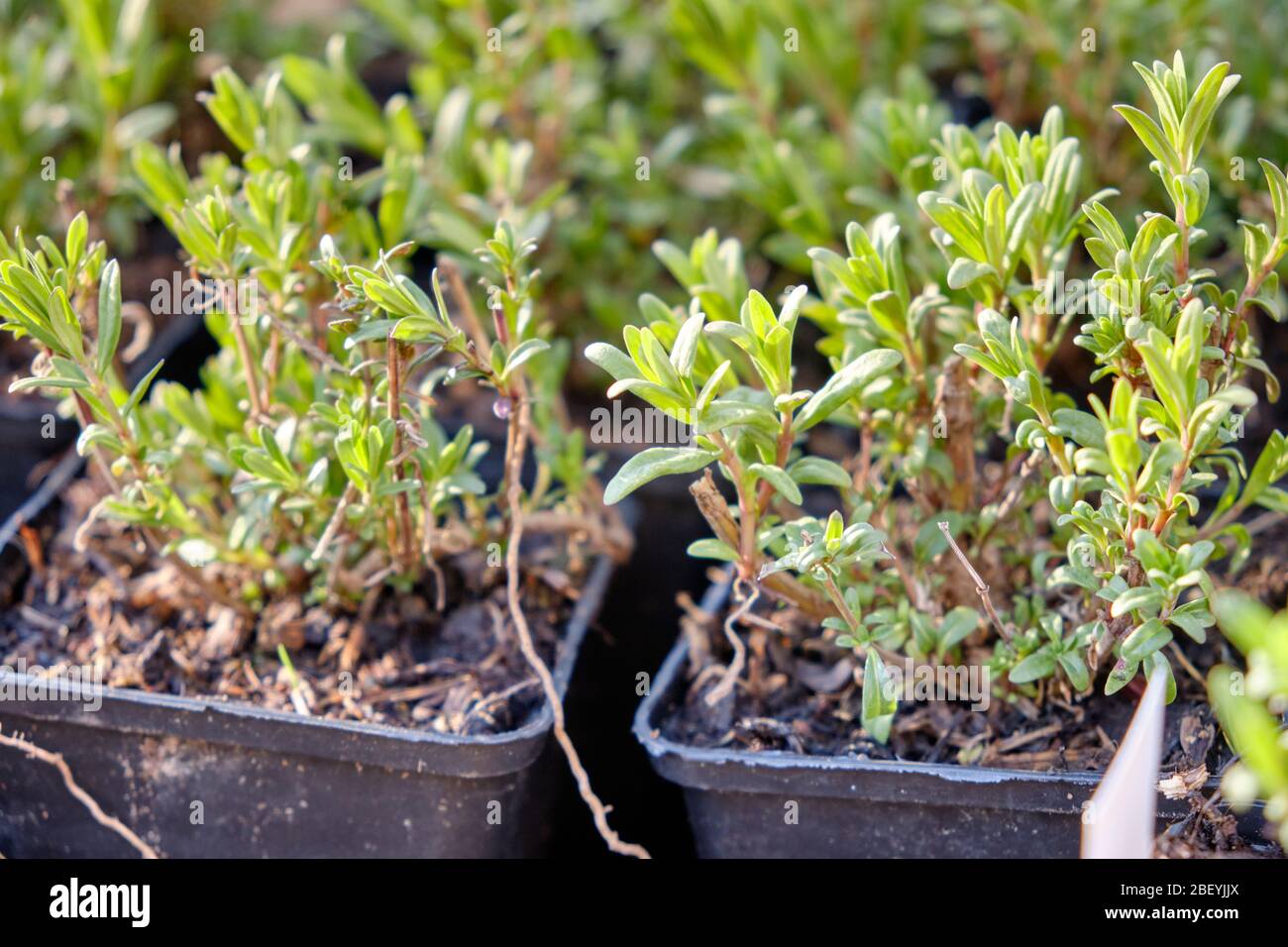 Young little hyssop plants in black plastic plant pots from the gardener ready to be planted out into the soil of a garden. Seen in Germany in April Stock Photo