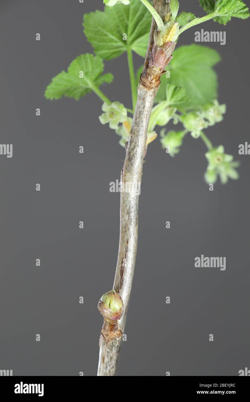 Bud affected by Blackcurrant gall mite or big bud mite, Cecidophyopsis ribis,  a serious pest of blackcurrant crops.  It feeds on the plants' buds, fo Stock Photo