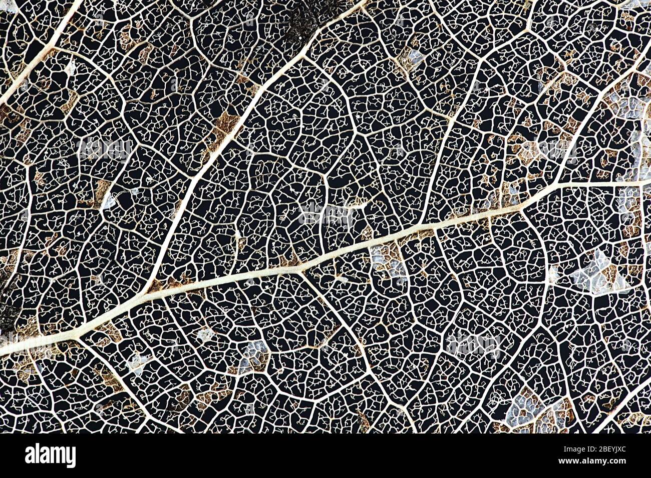 Vein structure of an aspen leaf, photographed from a fallen leaf in spring Stock Photo