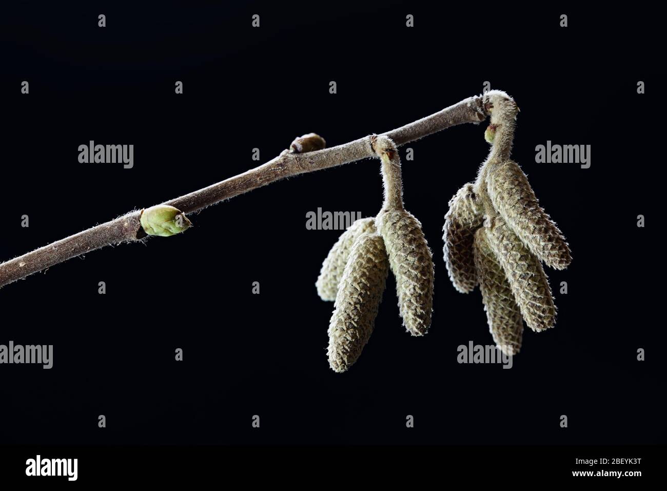 Male catkins of common hazel, Corylus avellana, photographed in January Stock Photo