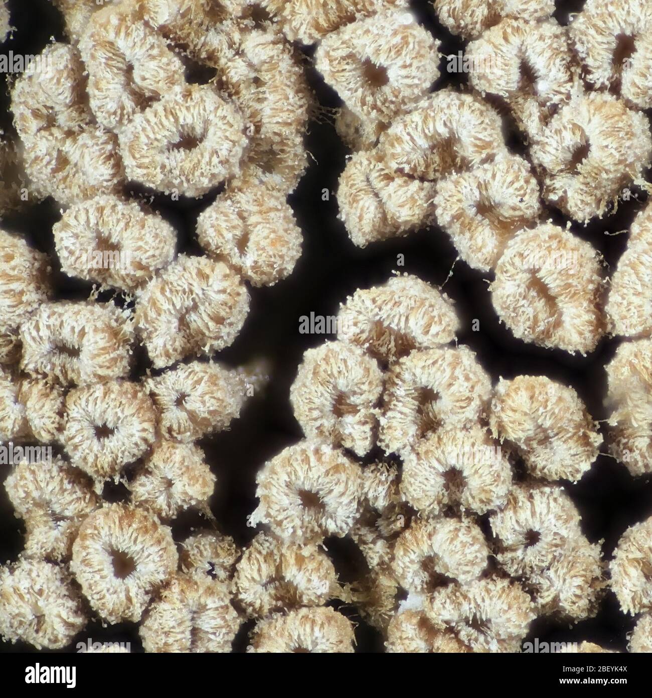 Merismodes anomala, a little cup-shaped cyphelloid fungus, forming packed growths with tiny fruit bodies Stock Photo
