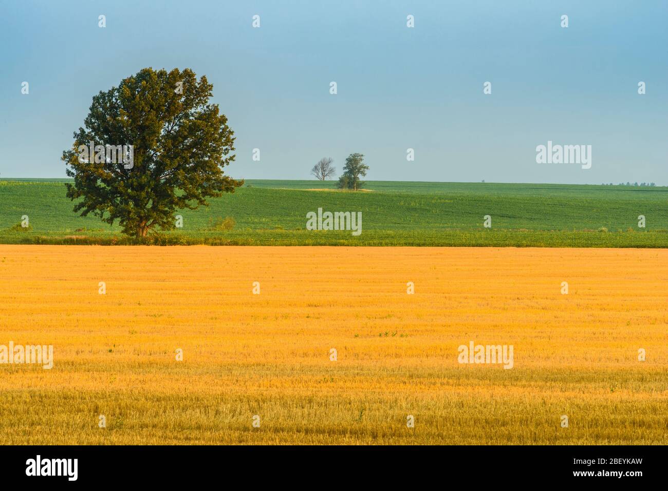 Grain stubble field and lone tree, junction Highway 7 and 23 near Elginfield, Ontario, Canada Stock Photo