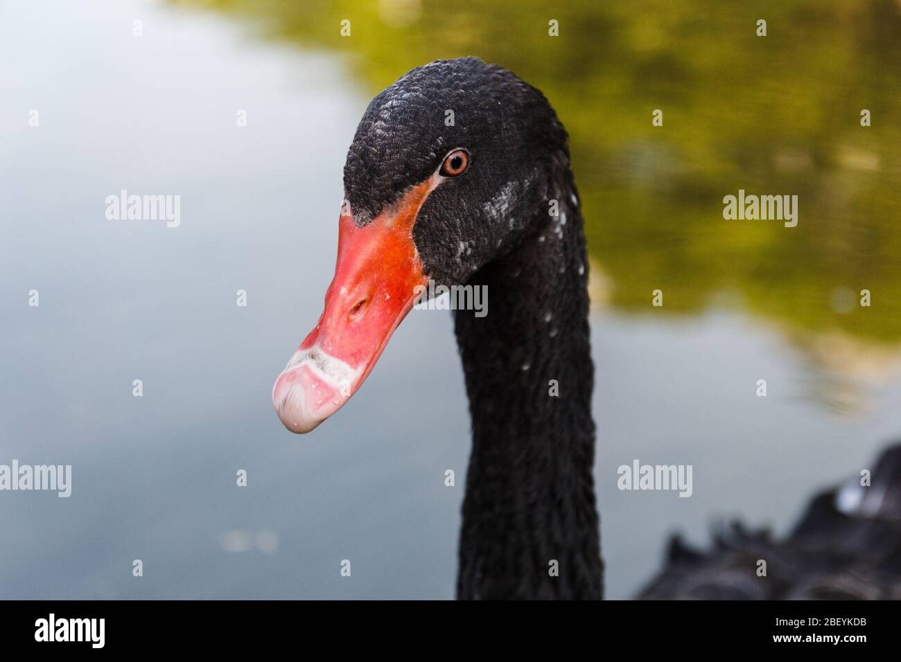 Black swan close up portrait in the pond Stock Photo