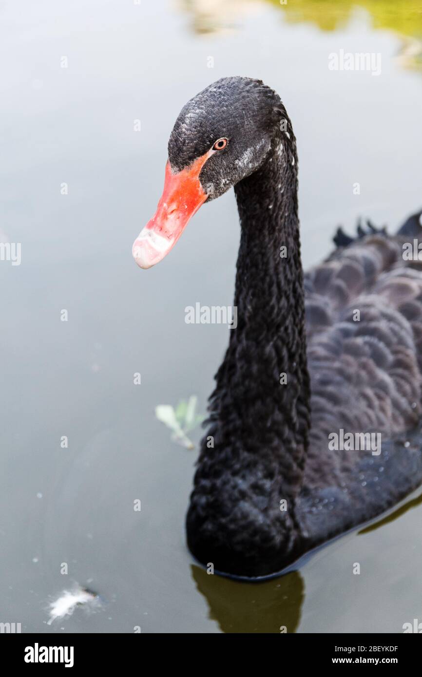 Black swan portrait on lake Stock Photo