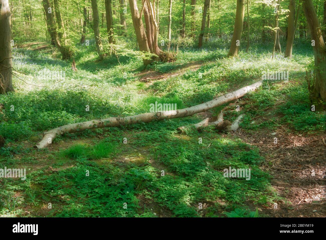 Monks wood an area of a popular woodland in Stevenage Hertfordshire Stock Photo