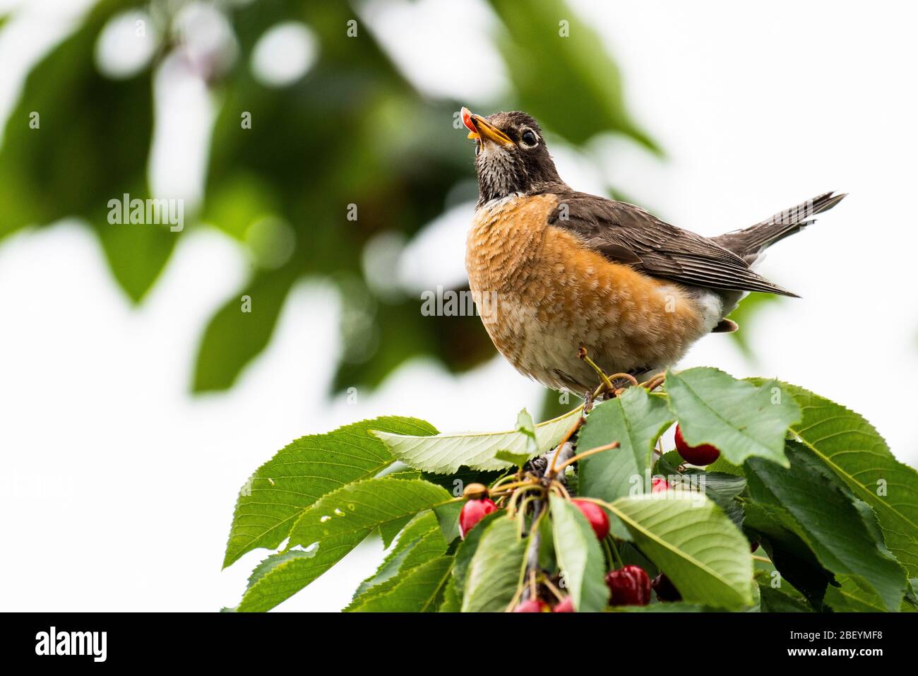 American robin feeding in a cherry tree. Stock Photo