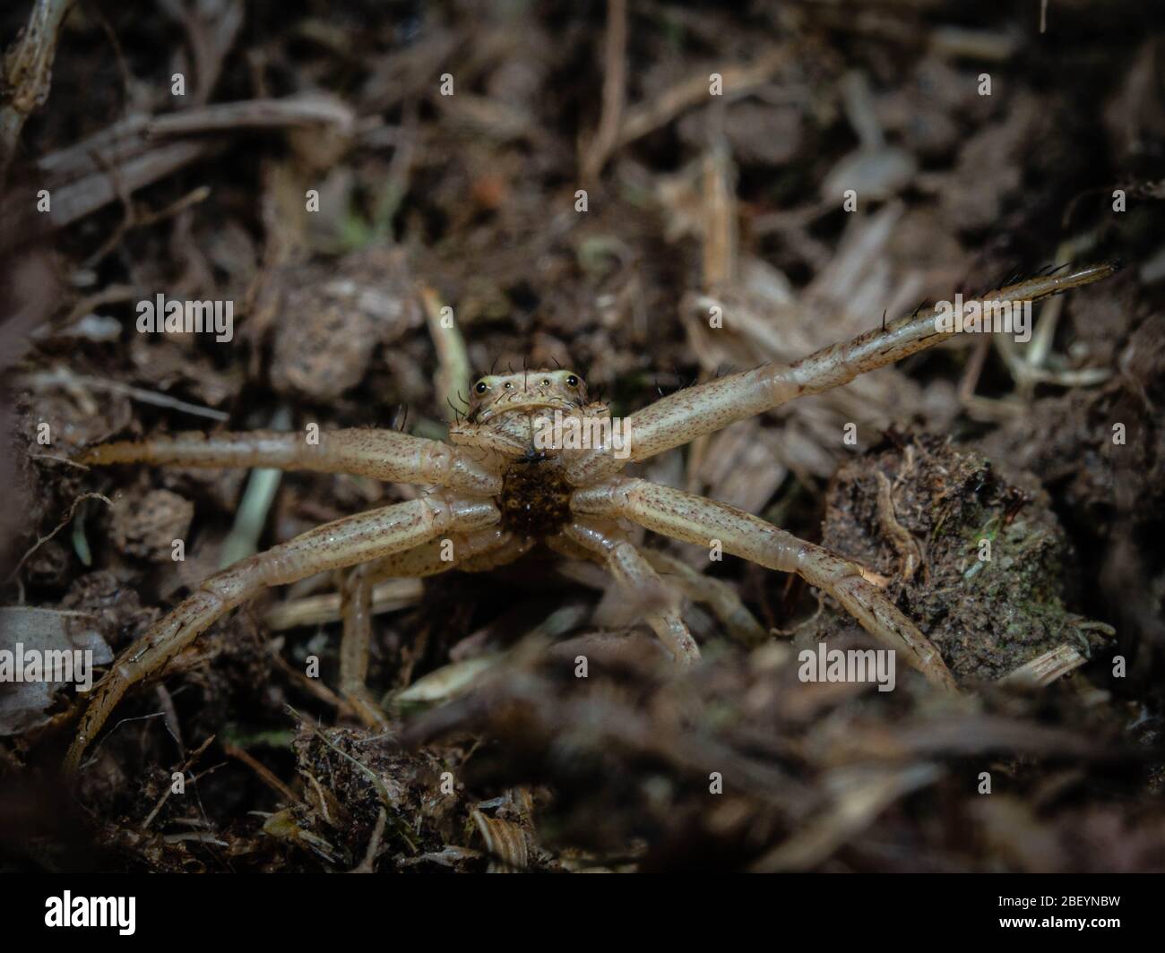 Common Crab Spider Stock Photo