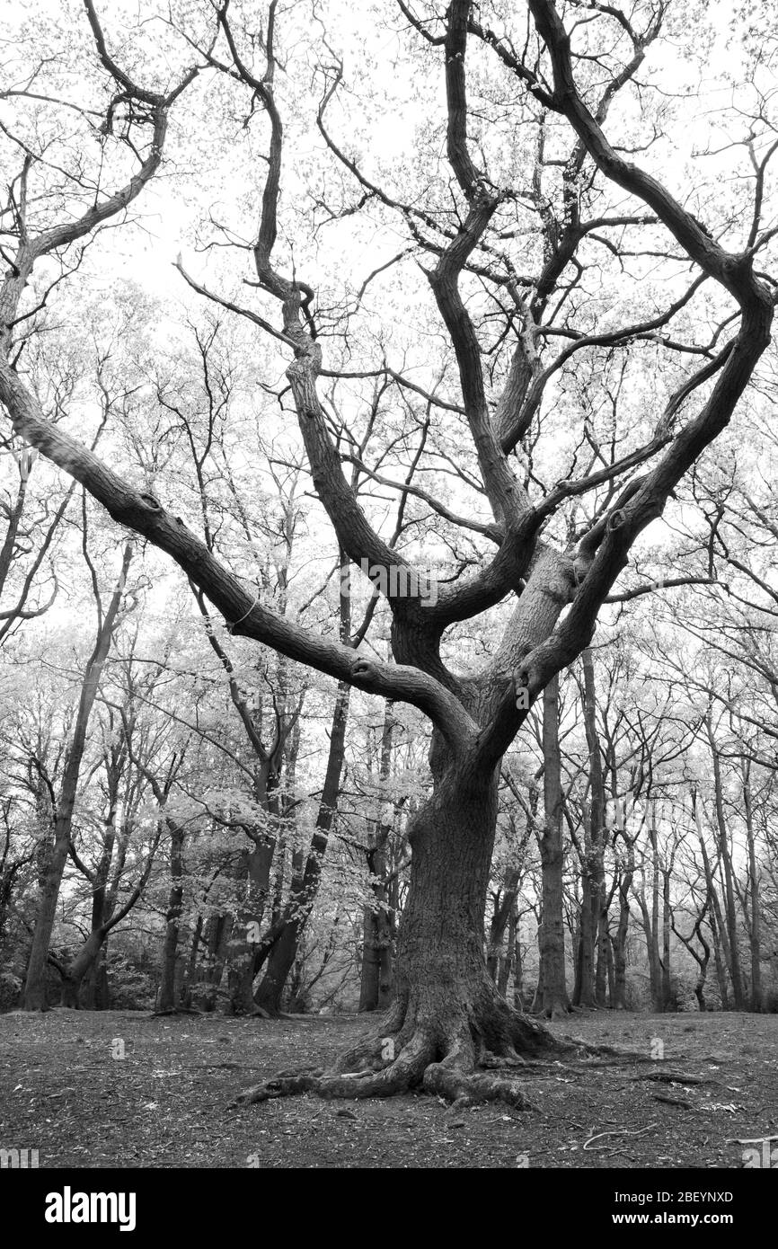 Tree in a clearing in the woods in black and white Stock Photo