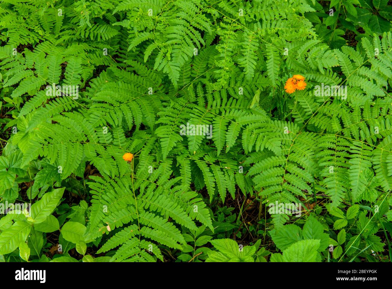 Summer woodlands hi-res stock photography and images - Alamy