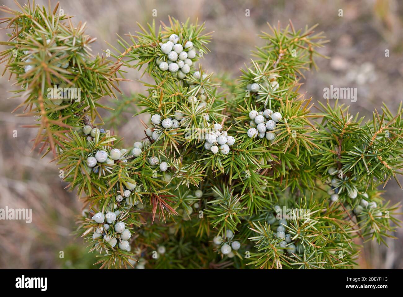 Juniperus communis branch with fruit Stock Photo