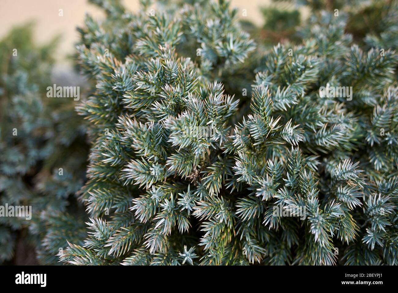 Juniperus formosana blue silver foliage Stock Photo