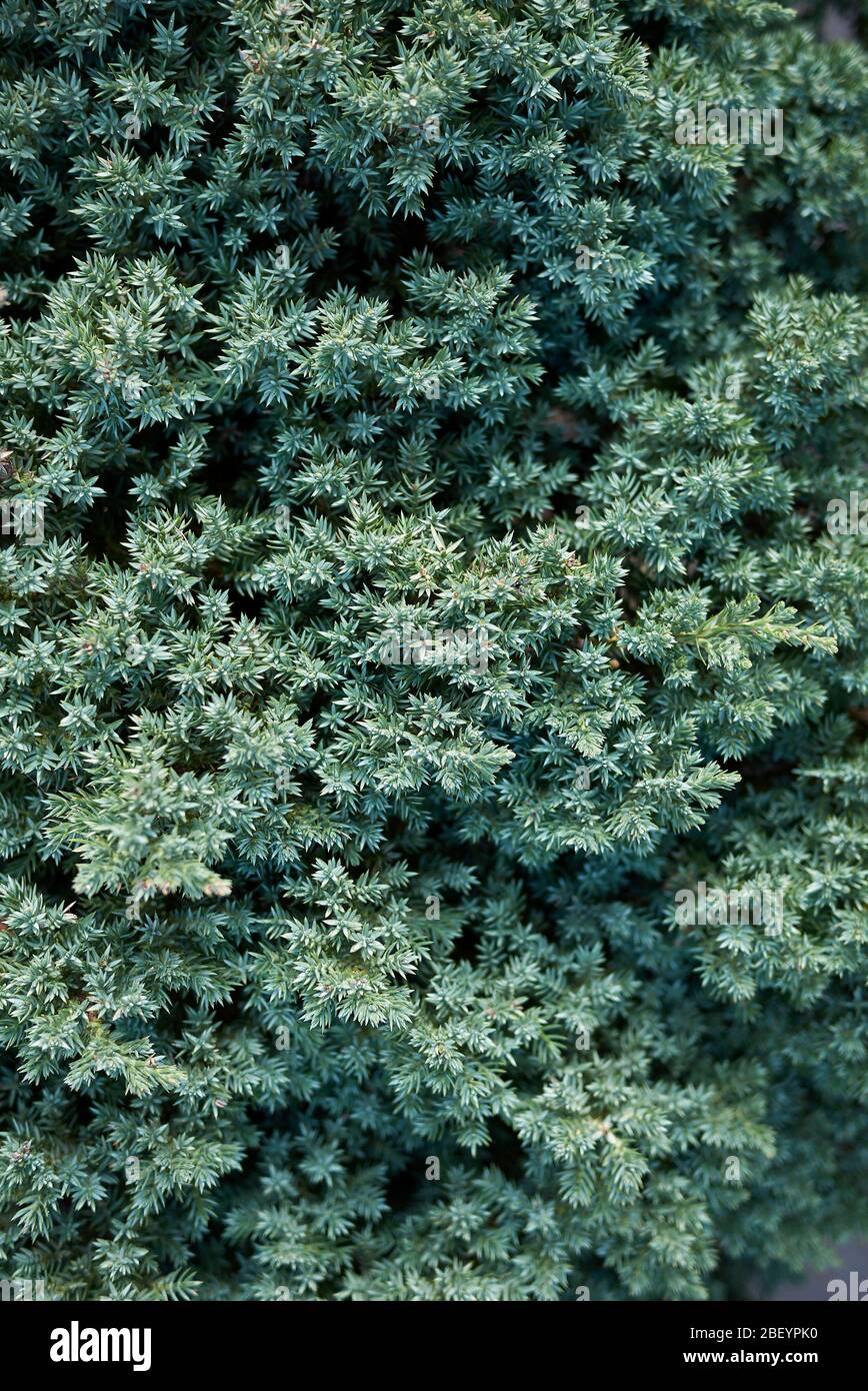 Juniperus procumbens blue green foliage close up Stock Photo