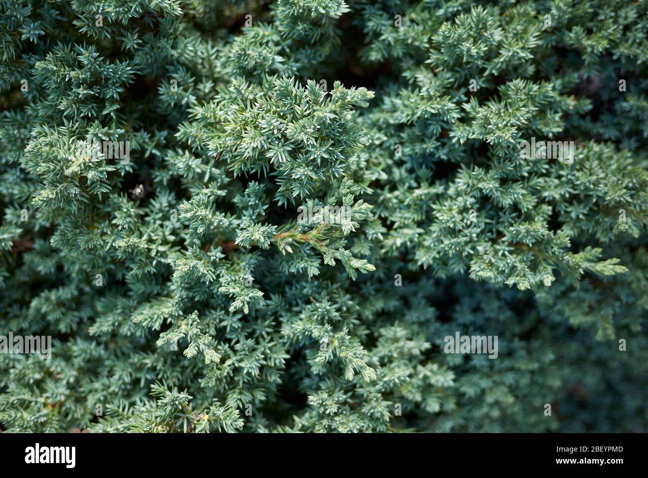 Juniperus procumbens blue green foliage close up Stock Photo