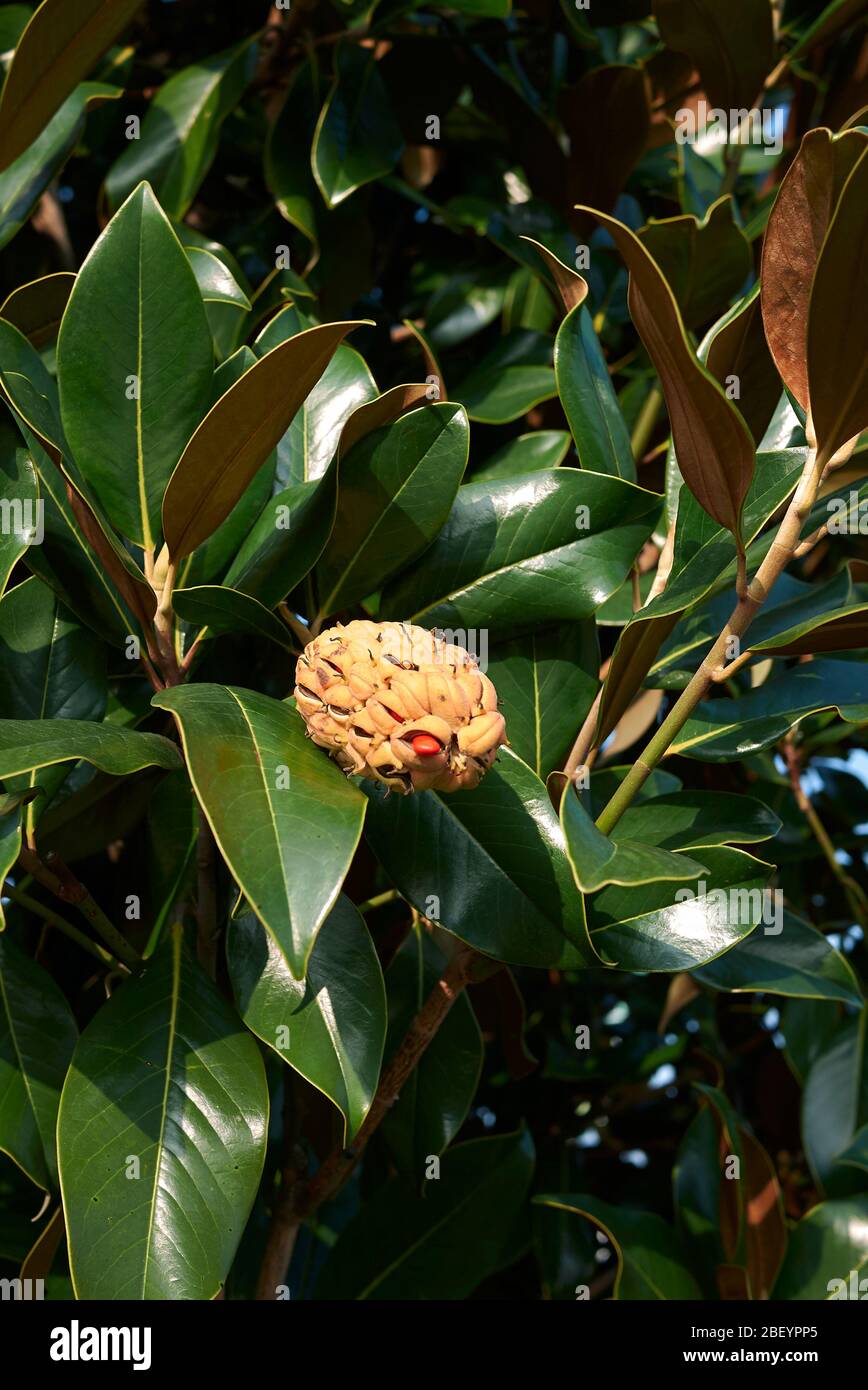 Magnolia grandiflora branch with fruit Stock Photo