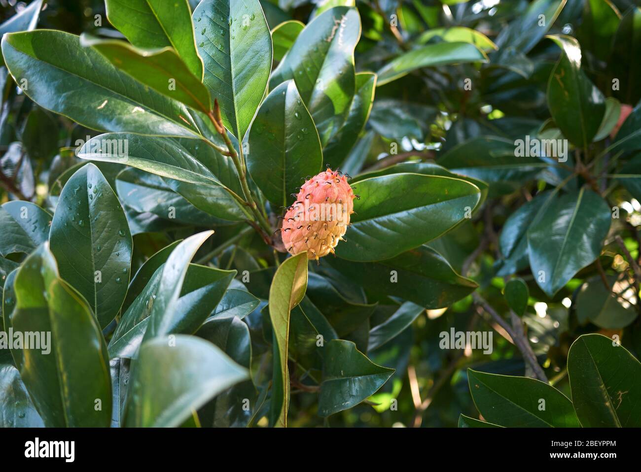 Magnolia grandiflora branch with fruit Stock Photo
