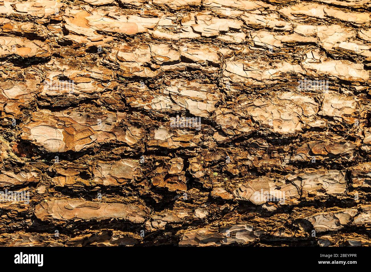 Bark of pine tree teture. Abstract background for design Stock Photo ...