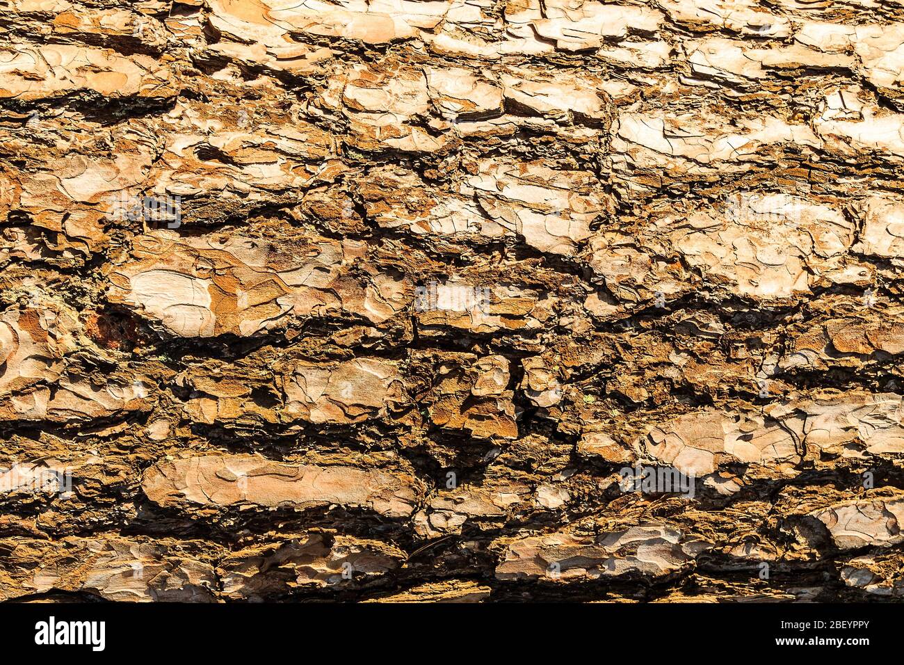 Bark of pine tree teture. Abstract background for design Stock Photo ...