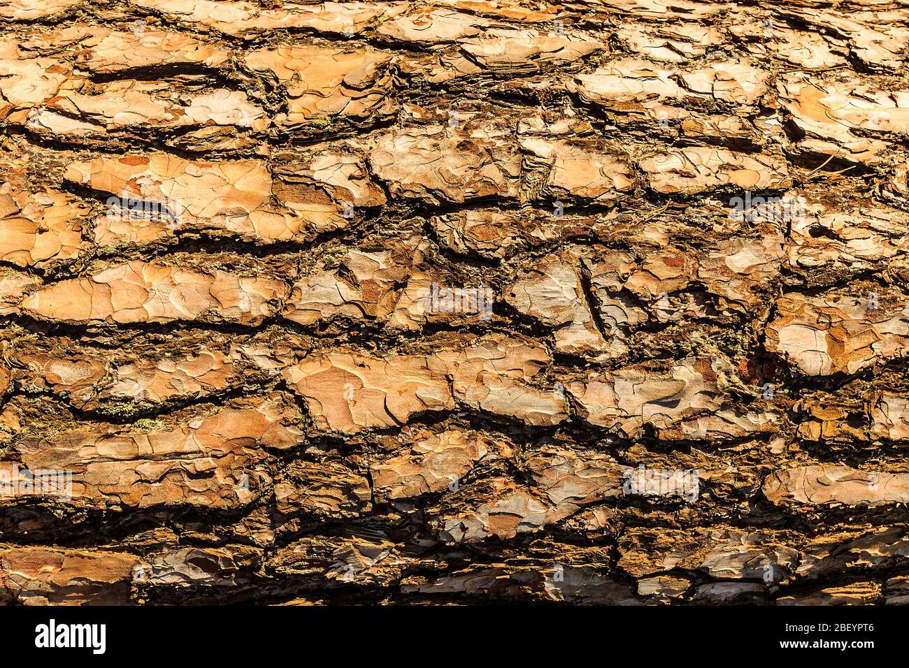 Bark of pine tree teture. Abstract background for design Stock Photo ...