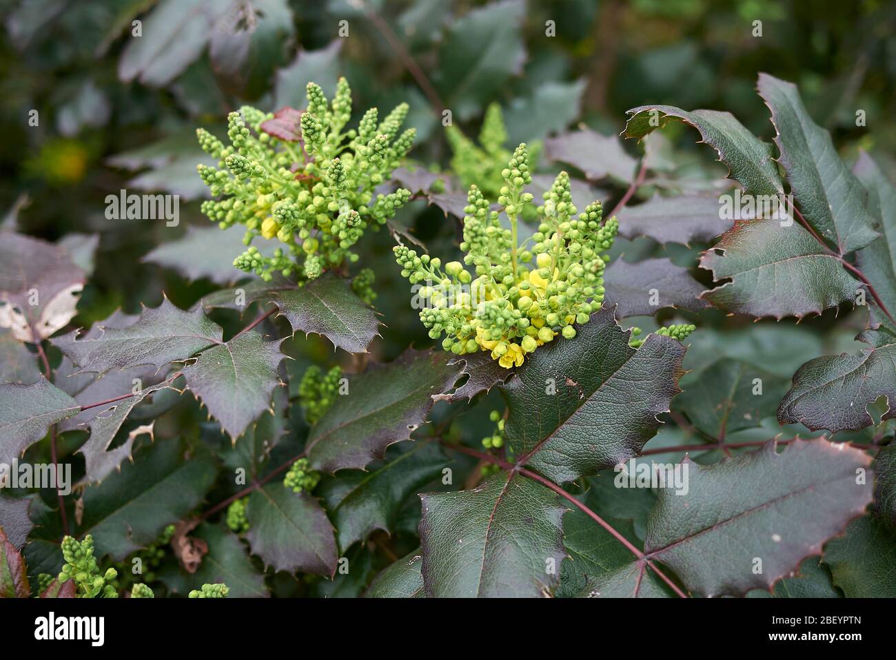Mahonia aquifolium yellow flowers Stock Photo