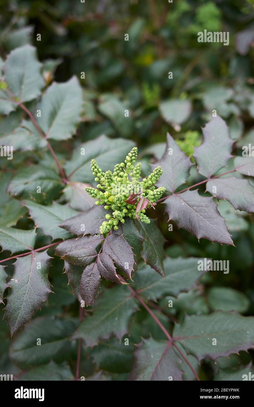 Mahonia aquifolium yellow flowers Stock Photo Alamy