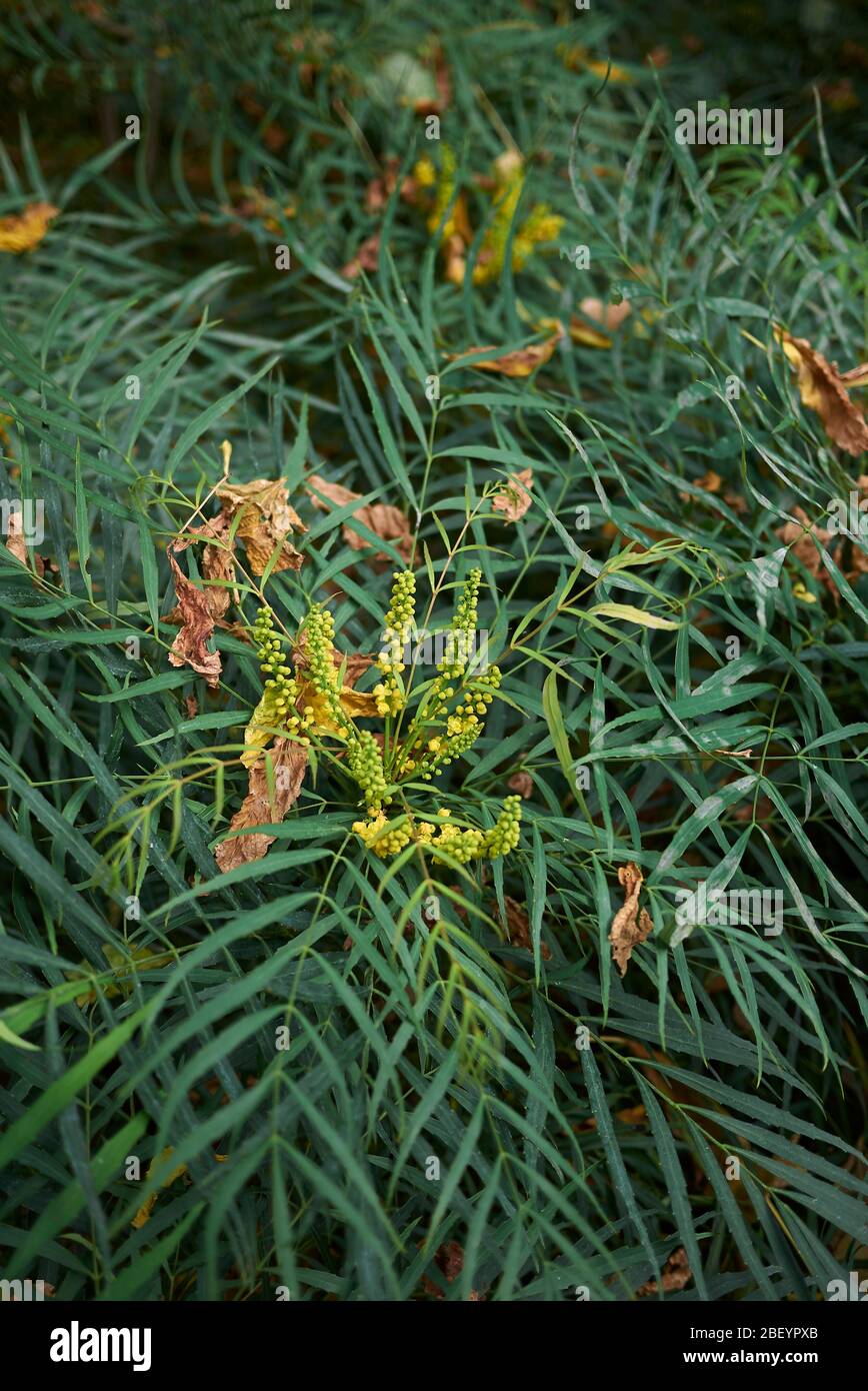 Mahonia fortunei shrub with yellow inflorescence Stock Photo Alamy