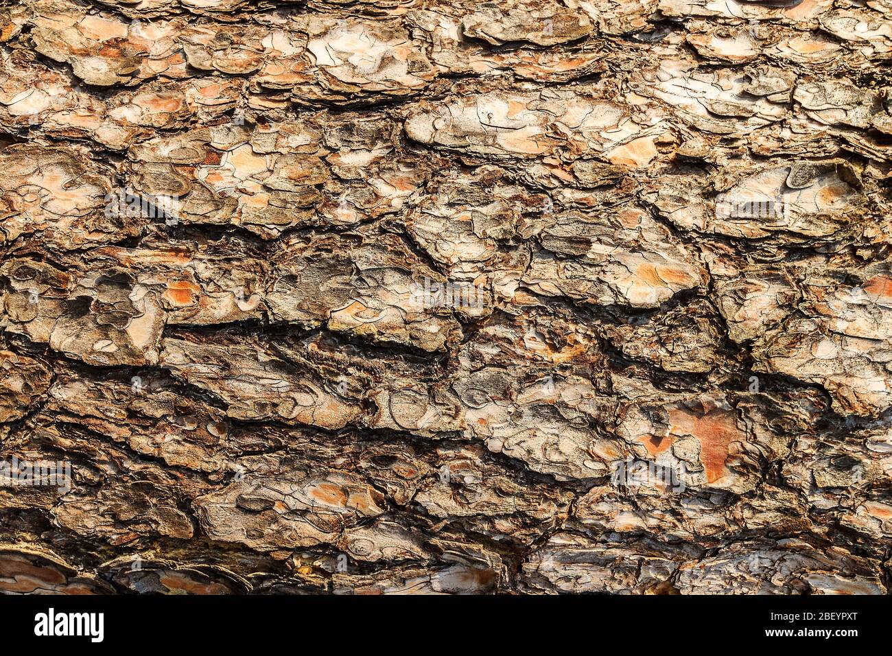 Bark of pine tree teture. Abstract background for design Stock Photo ...