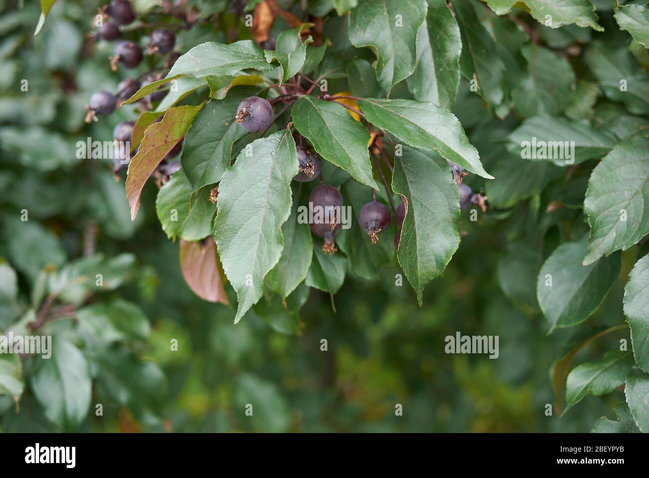 Malus prunifolia branch with purple crab apples Stock Photo