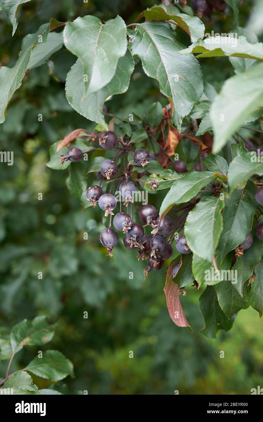 Malus prunifolia branch with purple crab apples Stock Photo
