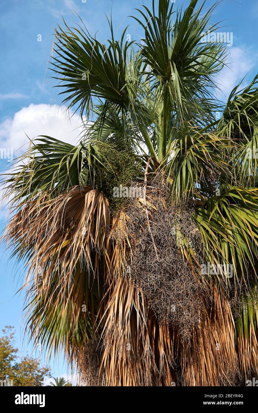 Sabal palmetto fresh leaves and fruit Stock Photo