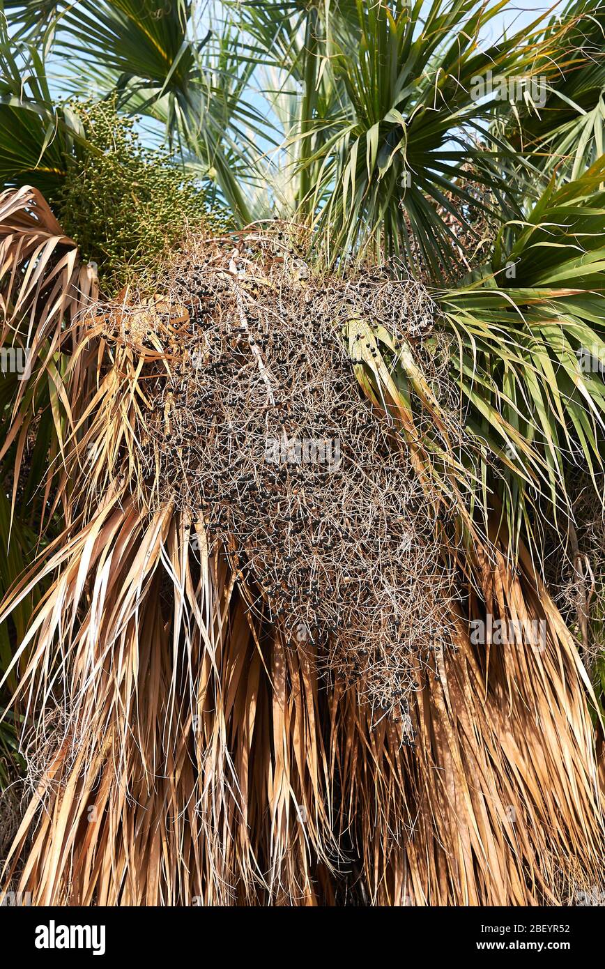 Sabal palmetto fresh leaves and fruit Stock Photo