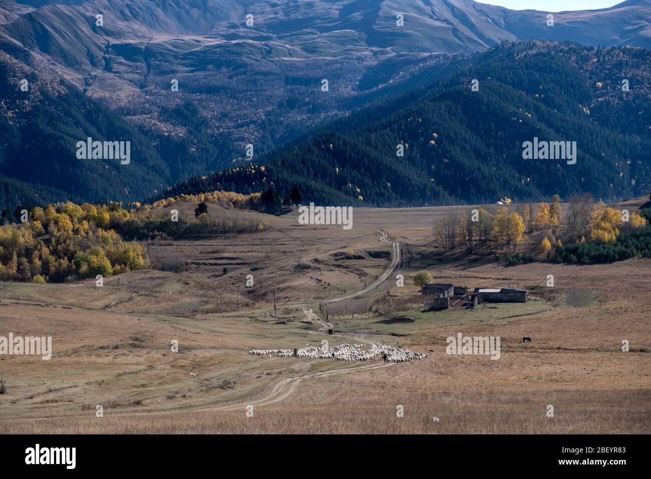 Caucasus, Georgia, Tusheti region, Omalo. A shepherd walking the cattle down the mountain from Omalo to Alvani for winter Stock Photo