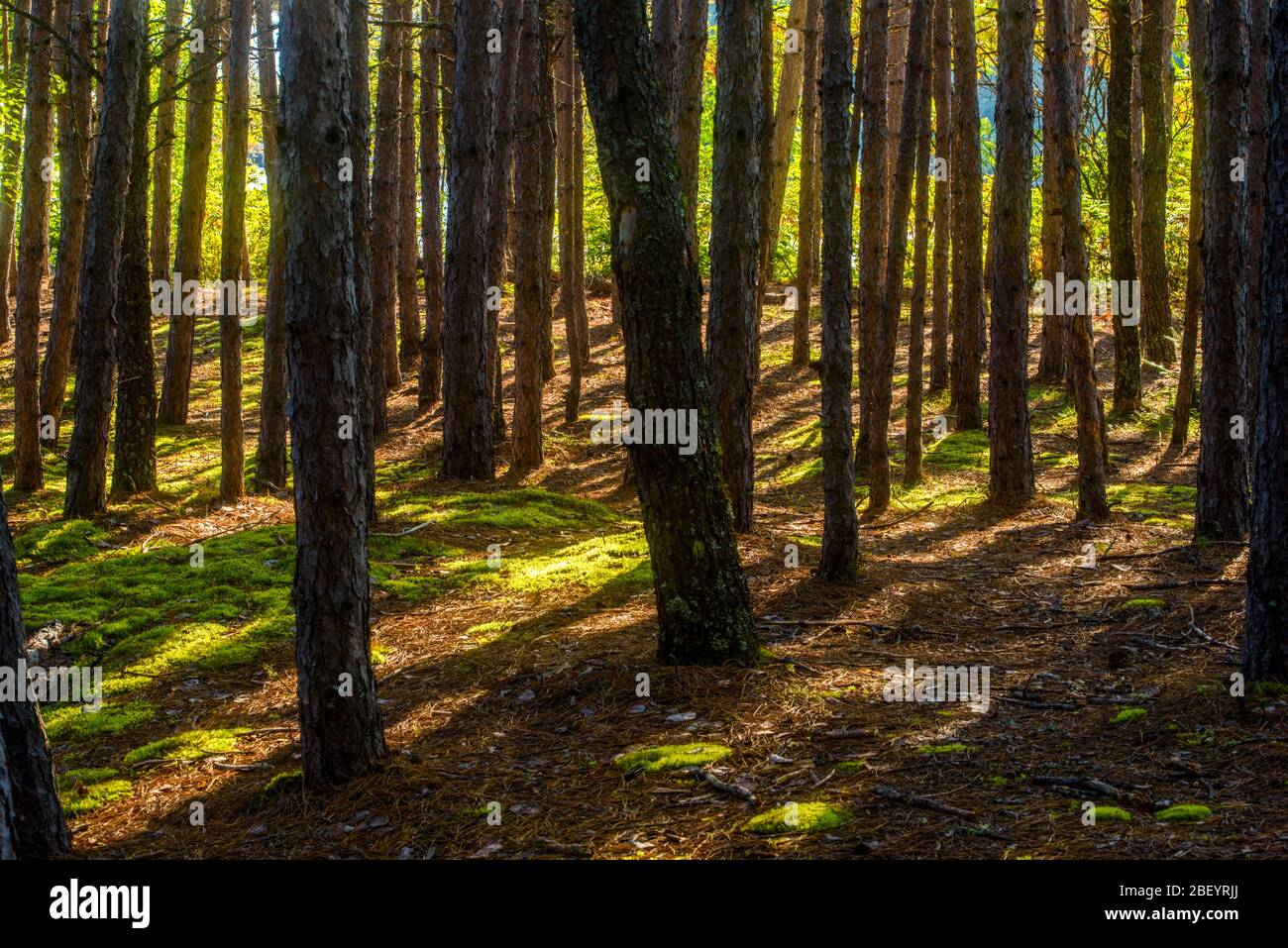 Pine tree trunks in late summer, Algonquin Provincial Park, Nipissing Township, Ontario, Canada Stock Photo
