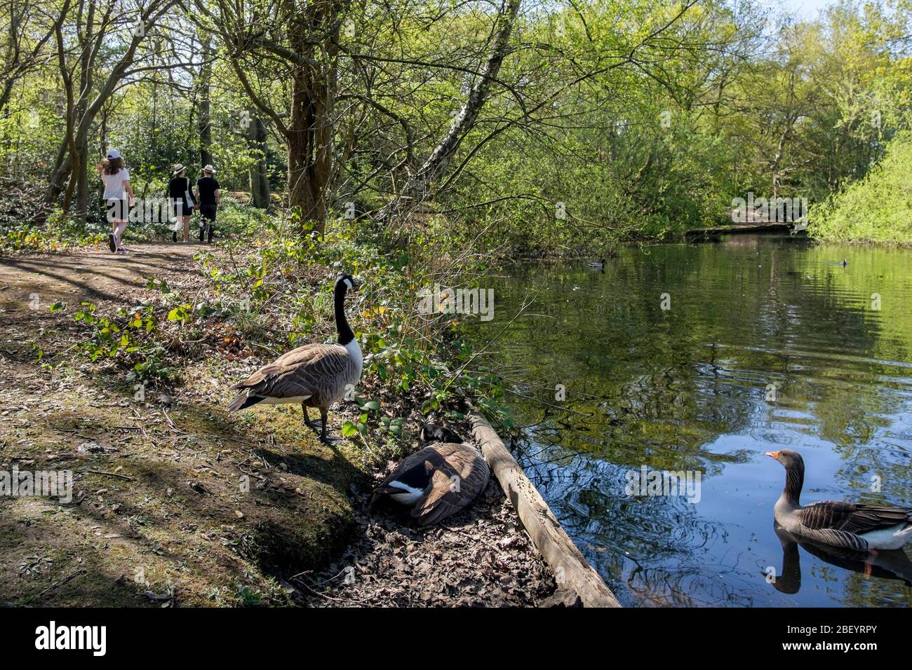 Chislehurst common and ponds, Kent UK Stock Photo Alamy