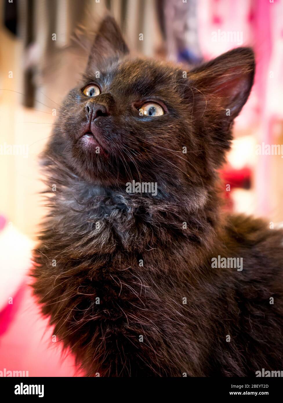Black Norwegian Forest Cat Kitten black-norwegian-forest-cat-kitten