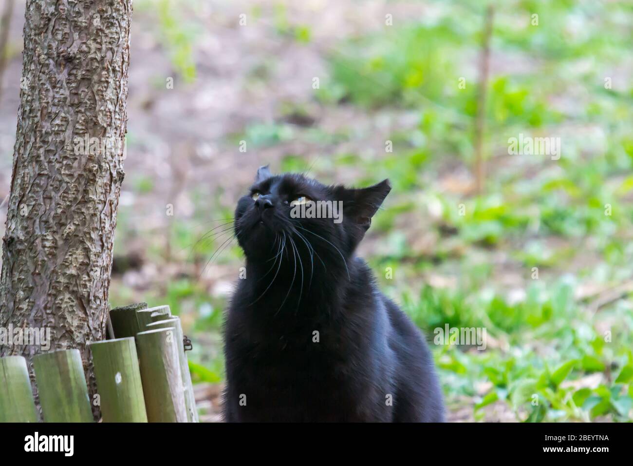 black cat hunting birds in the yard in spring season Stock Photo - Alamy
