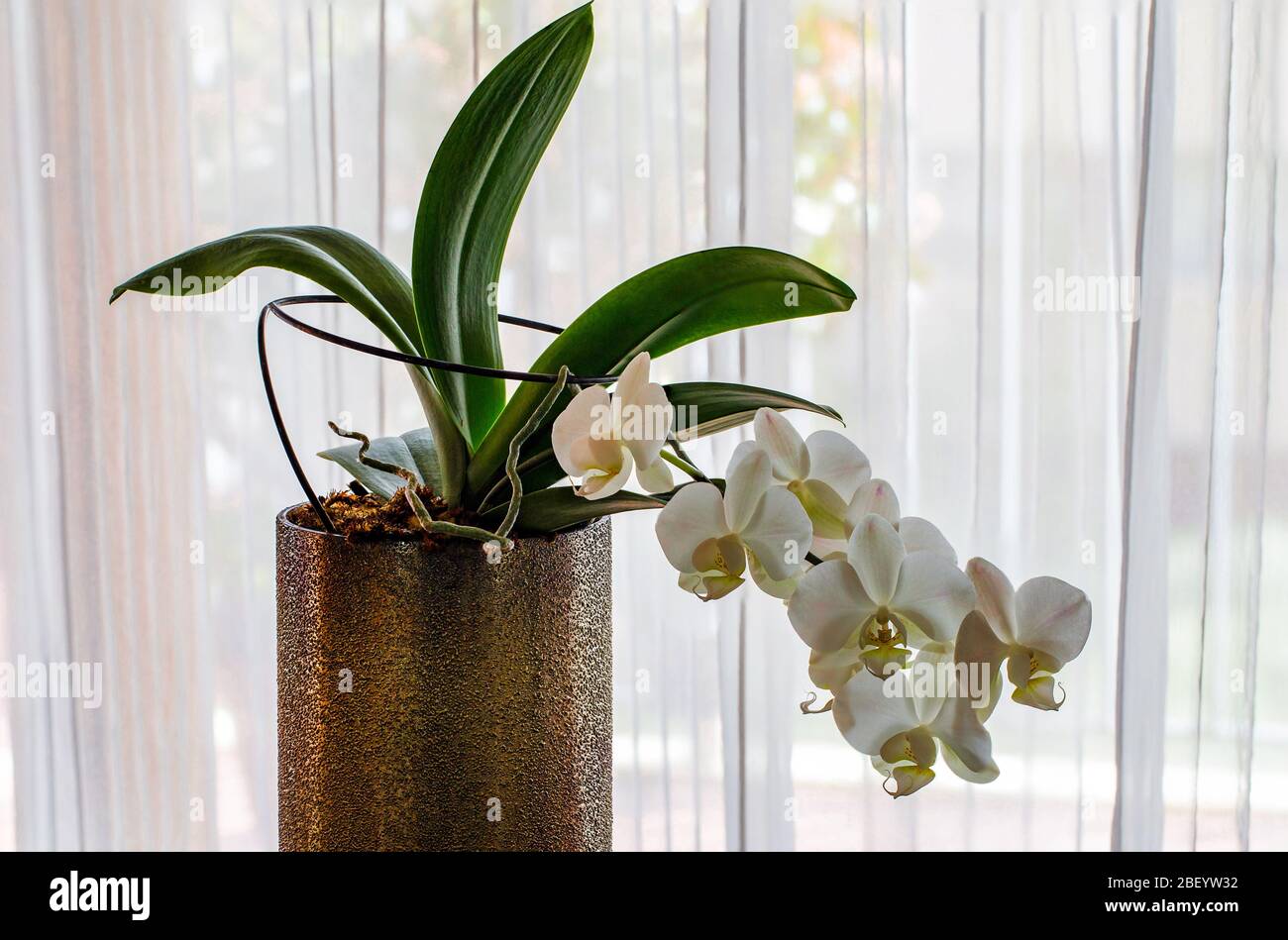 photo stacking : phalaenopsis Stock Photo