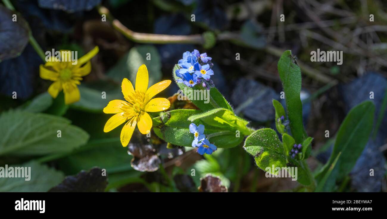 A Beautiful Lesser Celandine Flower Brazen Hussy and Pale Blue Field Forgetmenot Flowers in a Garden in Alsager Cheshire England United Kingdom UK Stock Photo