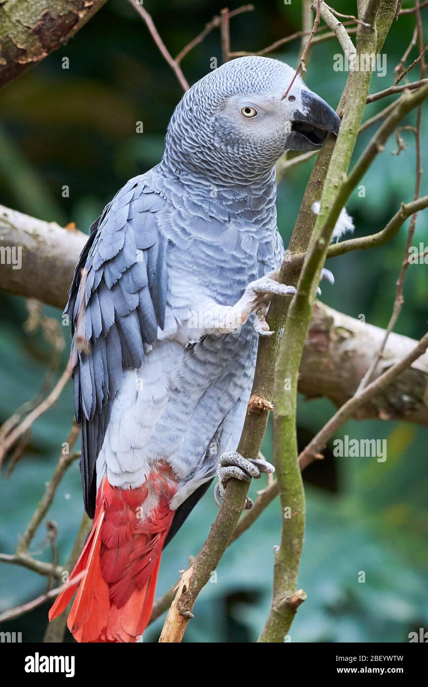 Grey parrot climbing branch (Psittacus erithacus) Congo African grey