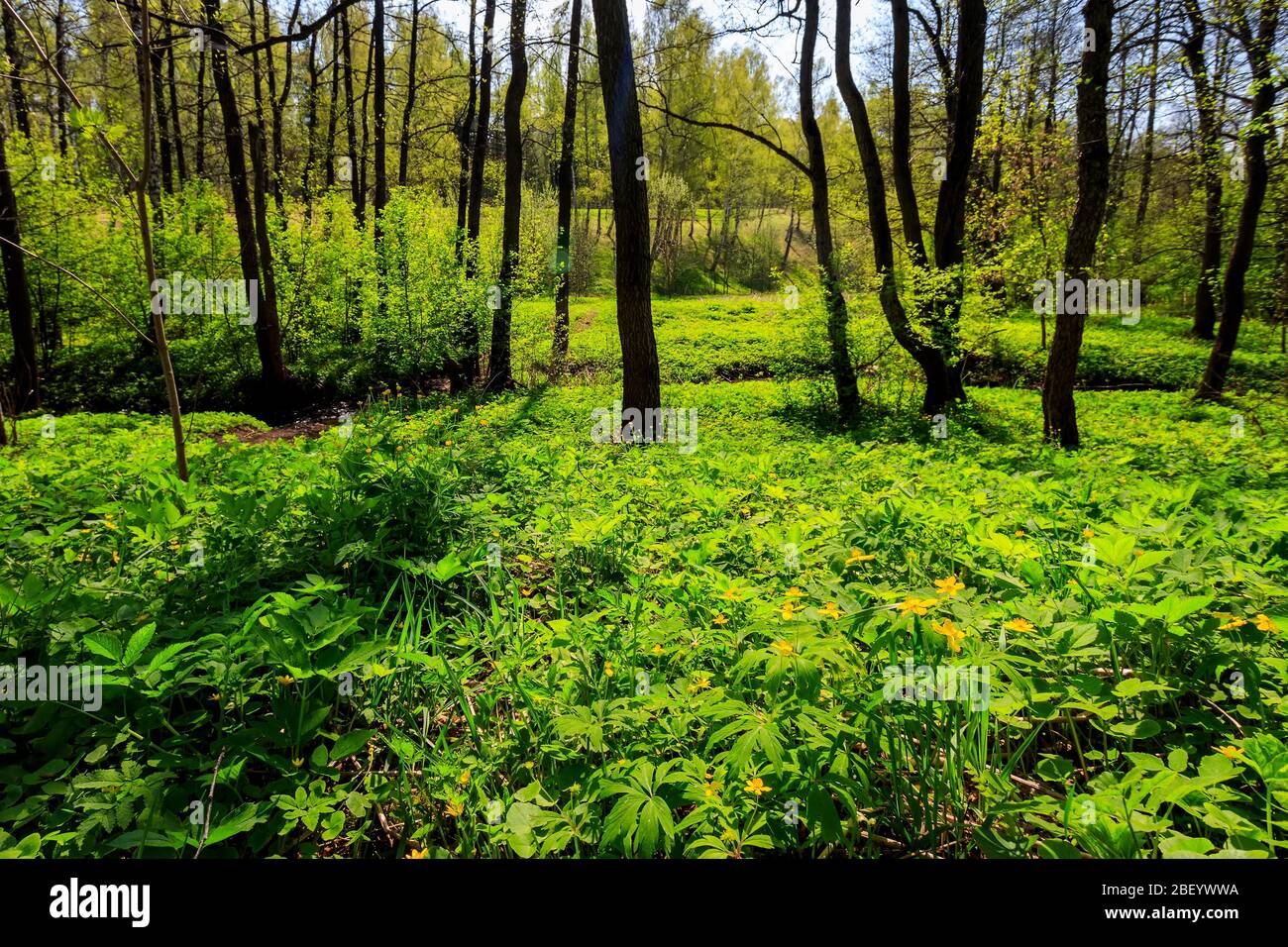 Spring forest on a sunny day. Landscape. Yellow flowers on a foreground ...
