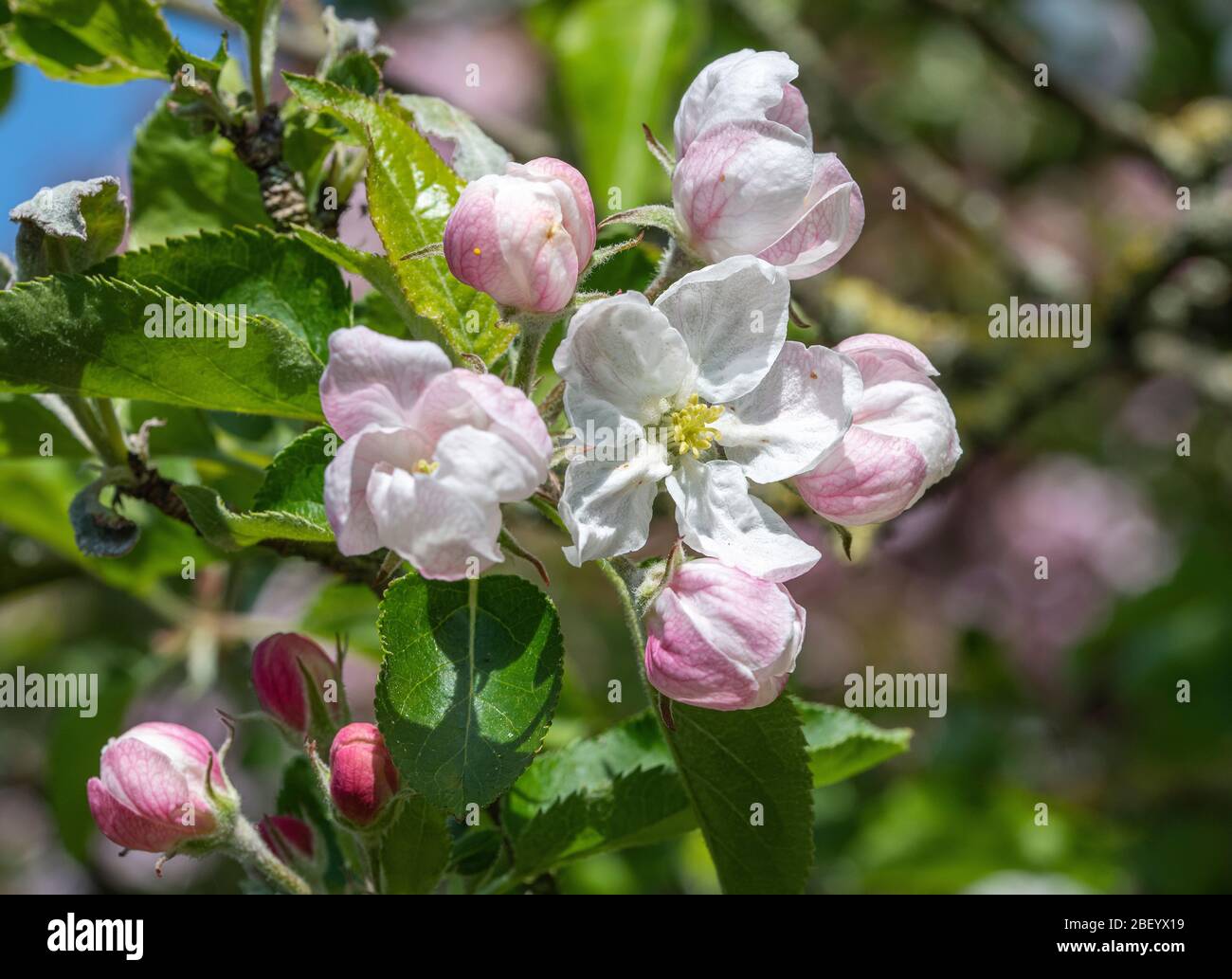 Beautiful Crabapple Blossom on a Crab Apple Tree in a Garden in Alsager Cheshire England United Kingdom UK Stock Photo