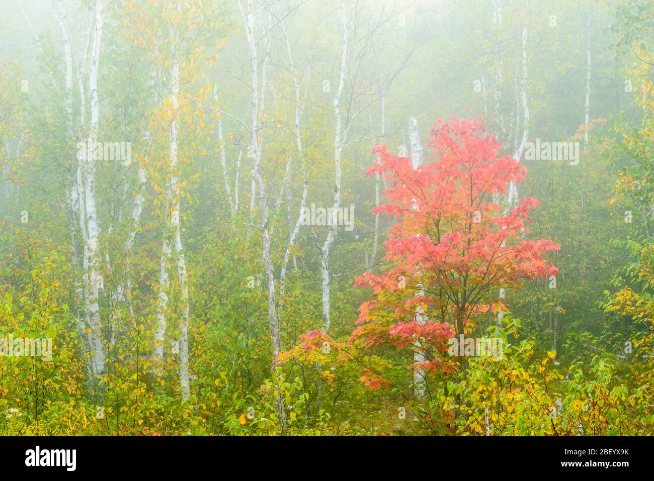 Early fall colour on a red maple tree in the fog, Greater Sudbury, Ontario, Canada Stock Photo