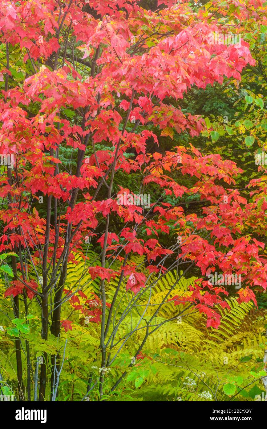 Late summer interrupted fern colony with red maple in early fall colour, Greater Sudbury, Ontario, Canada Stock Photo