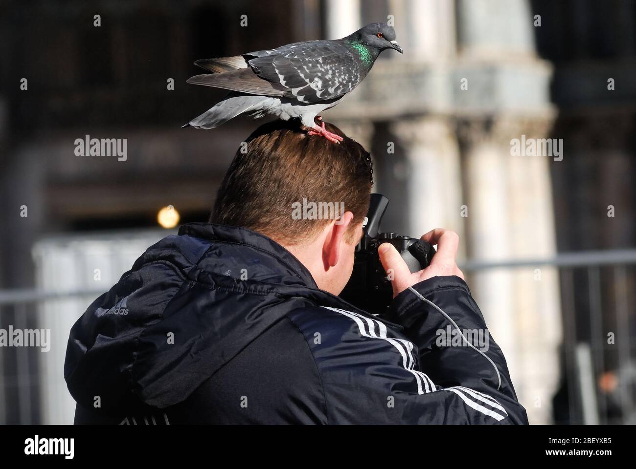 Venice, San Marco square, a pigeon poses on the head of a tourist photographing pigeons. Stock Photo
