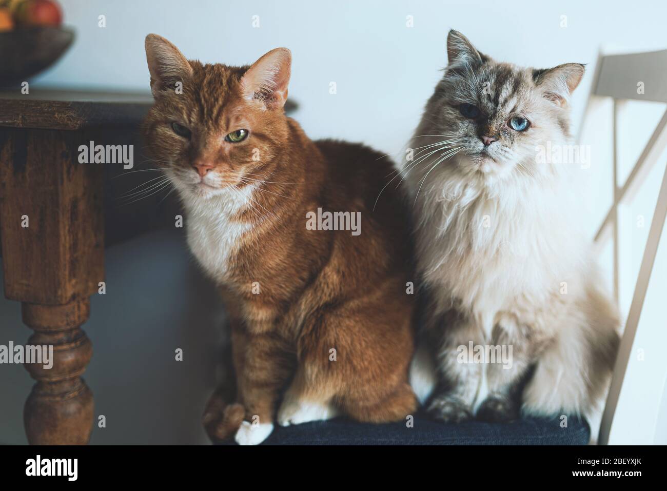 two domestic cats sitting on chair next to kitchen table directly looking at camera Stock Photo