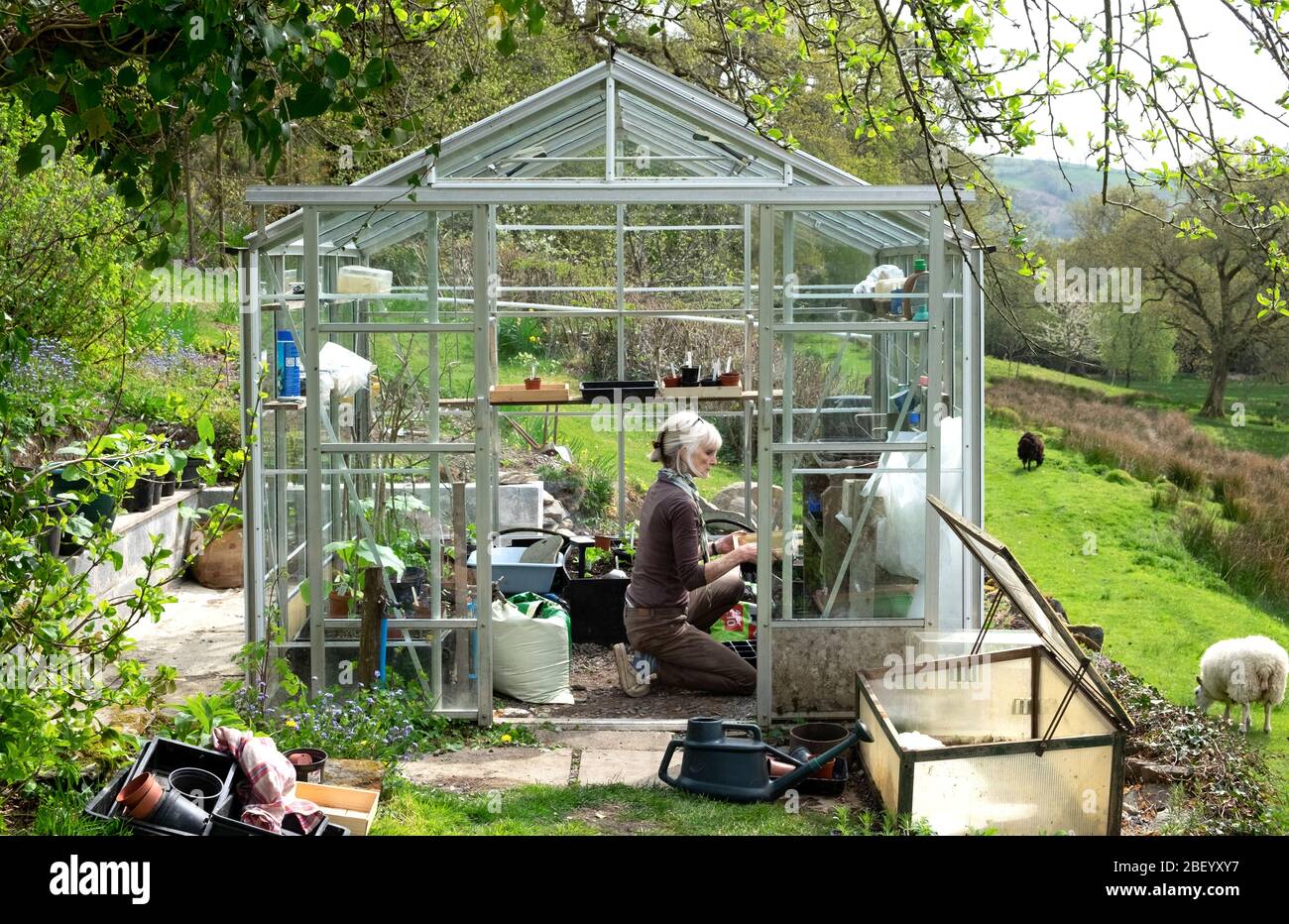 Older woman gardener working in greenhouse sowing seeds, transplanting seedlings and cold frame on sunny spring day Dyfed West Wales UK KATHY DEWITT Stock Photo