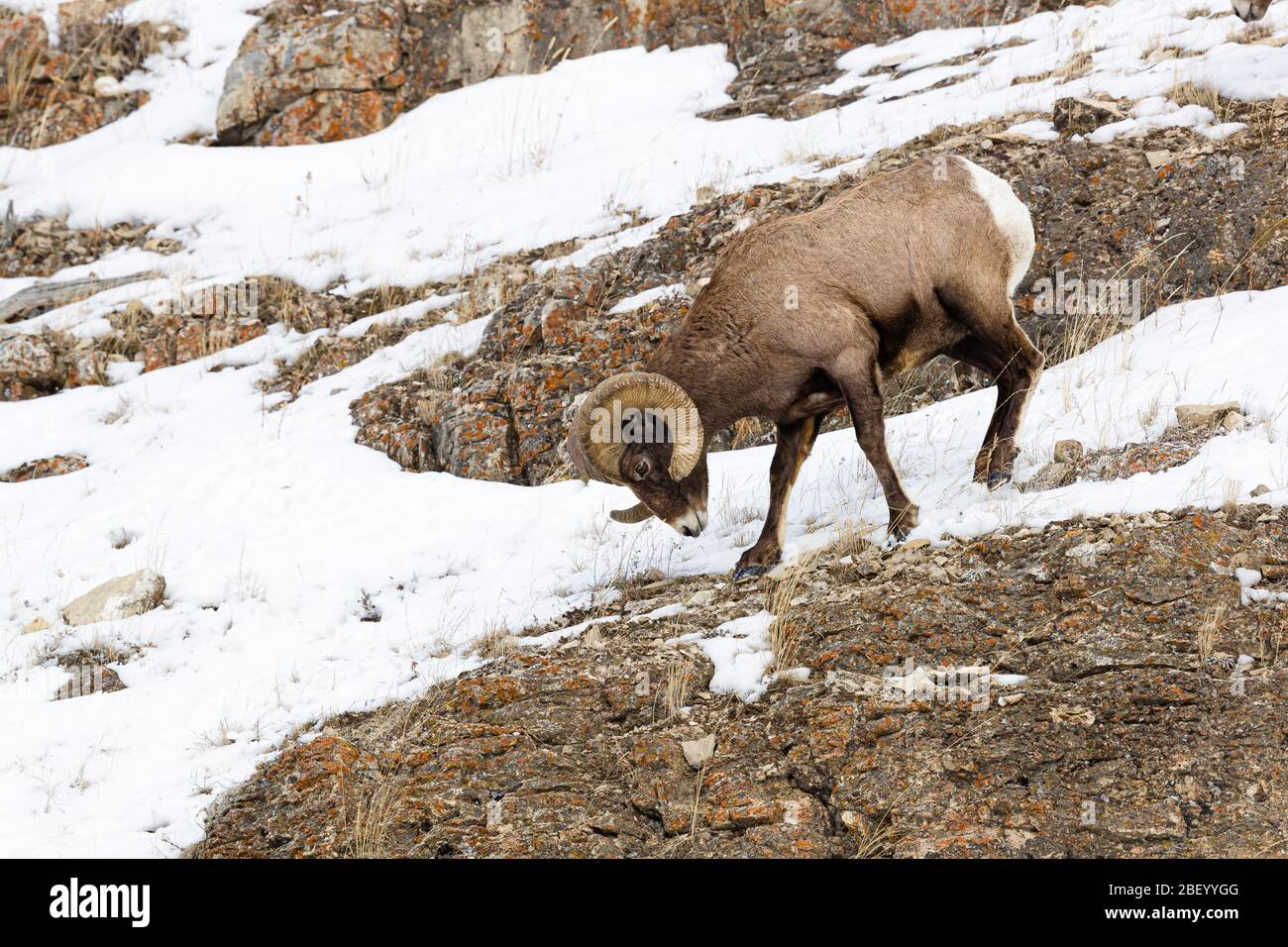 Bighorn sheep in Yellowstone National Park Montana USA Stock Photo